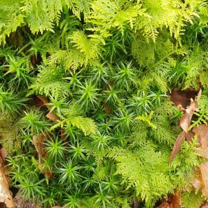 Annelies 06 Mos en co